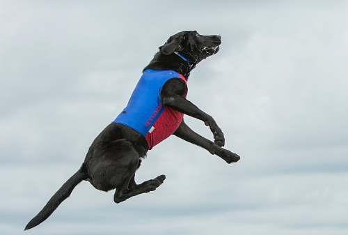 animal black dog on air sebastian